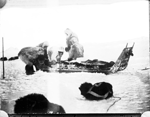 Image of Five men arrange supplies on sledge; dogs are resting